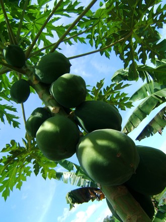 http://www.okireci.net/blog/upimages/papaya.jpg