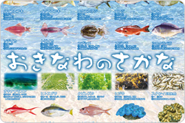 沖縄の海の食材紹介