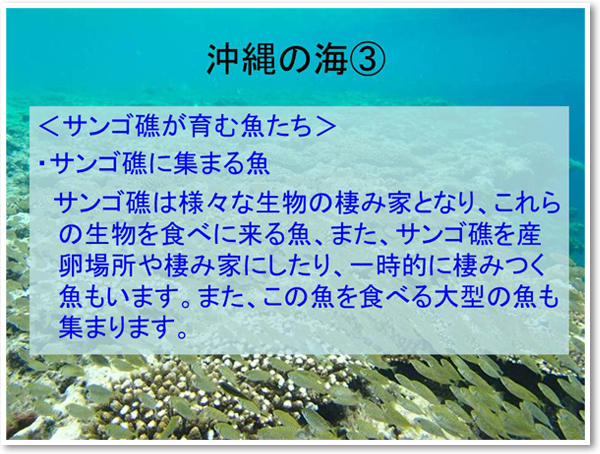 沖縄の海３　＜サンゴ礁が育む魚たち＞
