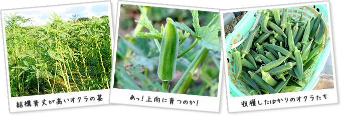 結構背丈が高いオクラの茎 あっ！上向に育つのか！ 収穫したばかりのオクラたち