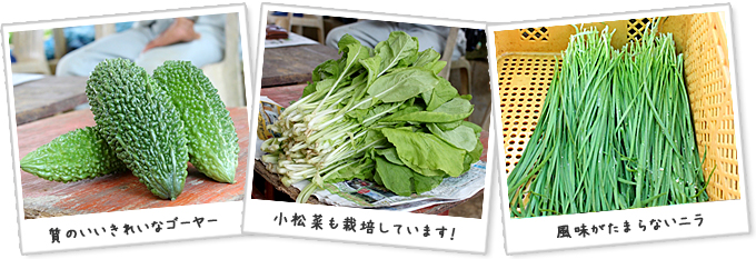 質のいいきれいなゴーヤー　小松菜も栽培しています！　風味がたまらないニラ