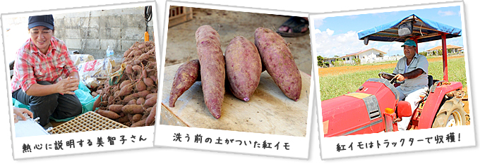 熱心に説明する美智子さん　洗う前の土がついた紅イモ　紅イモはトラックターで収穫！