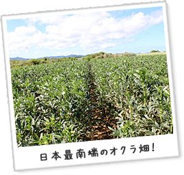 日本最南端のオクラ畑！