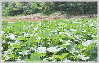 柔らかく甘くてえぐみのない島オクラ