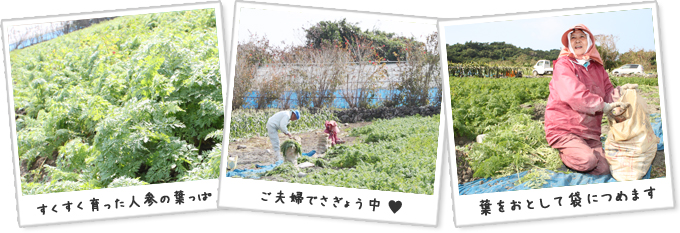 すくすく育った人参の葉っぱ　ご夫婦で作業中　葉をおとして袋につめます