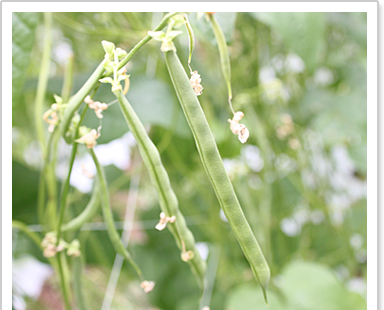 可愛い花の分だけ、さやいんげんになるそうです。