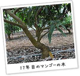 17年目のマンゴーの木