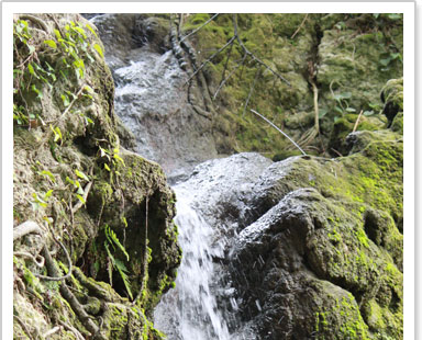 数カ所の湧き水が畑にひかれている