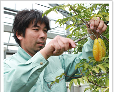 スターフルーツ栽培を担う若き農家さん