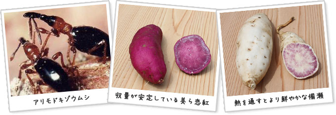 アリモドキゾウムシ