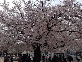 仙川の桜満開.jpg