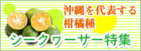 沖縄を代表する柑橘類 シークヮーサー特集