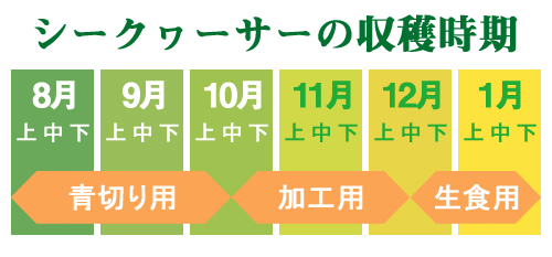 シークヮーサーの収穫時期