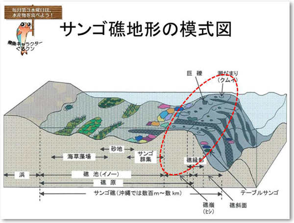 サンゴ礁地形の模式図