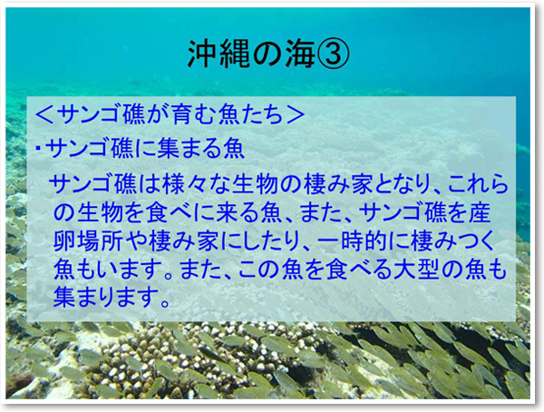 沖縄の海の特徴 沖縄県の水産物消費拡大事業 お魚レシピ伝道師